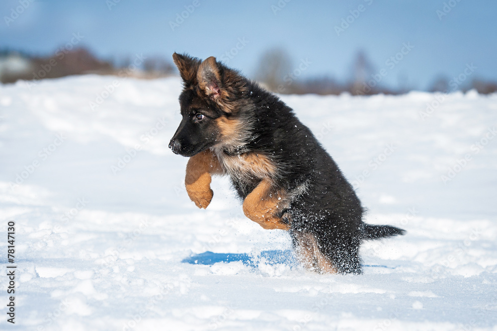 Wall mural german shepherd puppy playing in winter