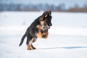 German shepherd puppy running in winter