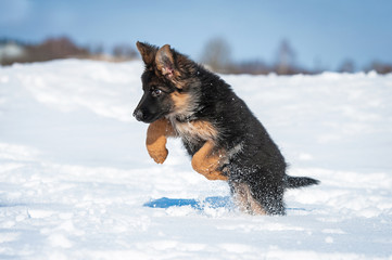 German shepherd puppy playing in winter