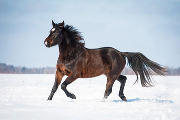 Fototapeta na wymiar Beautiful bay horse running trot in winter