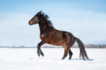 Beautiful bay horse rearing up in winter