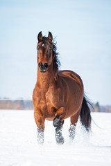 Beautiful bay horse running in winter