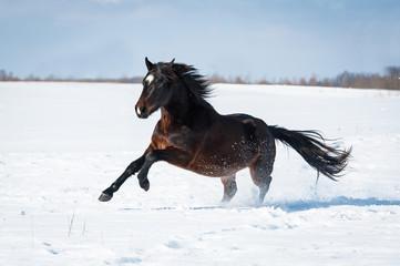 Beautiful bay horse running gallop in winter