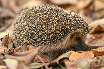 hedgehog autumn leaves forest