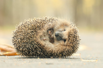 hedgehog close-up portrait