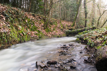 Ruisseau de sous-bois