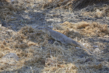 Monitor Lizard, Namibia Afrika