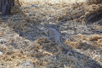 Monitor Lizard, Namibia Afrika