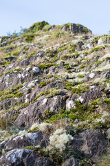 Fototapeta na wymiar Roches mousse lichen