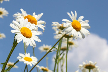 Fototapeta na wymiar Camomile flowers
