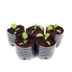 Aubergine sprouts