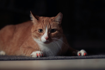 red cat on a black background