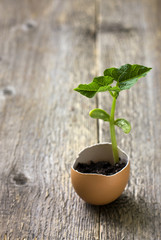 green sprout in egg shell on a wooden background