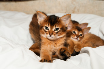 Fototapeta na wymiar Cute kitten portrait