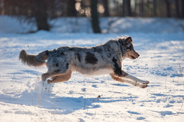 Fototapeta na wymiar Australian Shepherd playing in Snow