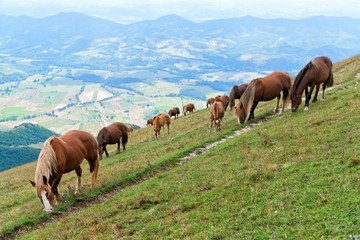 Fototapeta na wymiar Wild horses grazing