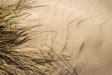 Wind blown grass on sand dune.