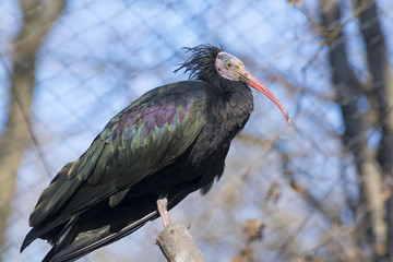 Northern bald ibis (Geronticus eremita)