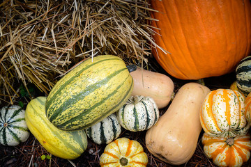 Autumn Outdoor Sqaush and Pumpkin Decor