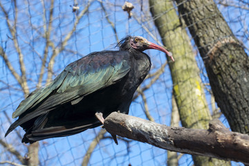 Northern bald ibis (Geronticus eremita)