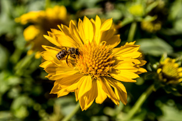 Fleur de Coréopsis