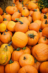 Pile of Pumpkins - Vertical