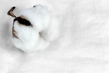 Cotton plant .on a textile