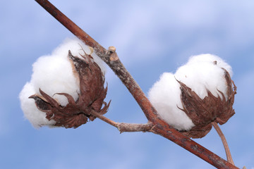 Cotton plant .