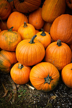 A Group of Pumpkins