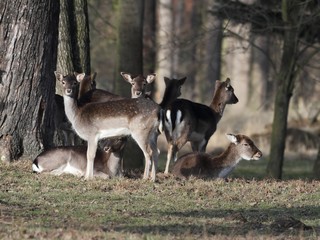 Naklejka na ściany i meble Small herd of fallow deer (Dama dama) - end of winter