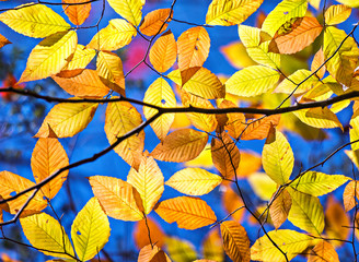 Yellow Beech Leaves in the Fall