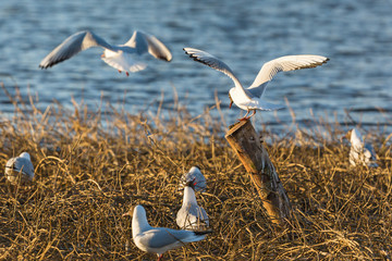 Black-headed gull colony