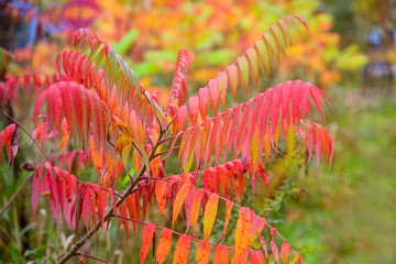 Colorful Sumac Leaves - 78154551