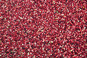 Cranberries in Flooded Marsh - Wide - 78154590