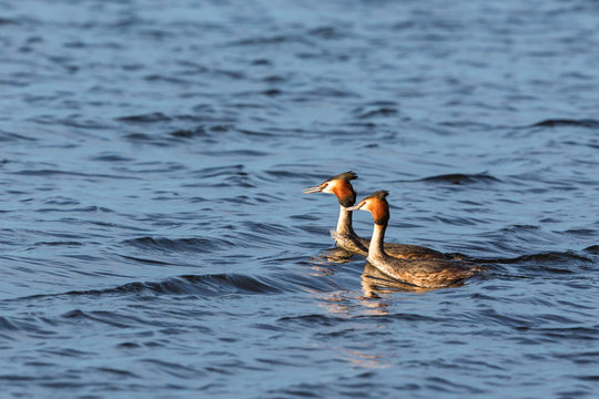 Pair of Great Crested Grebe swim