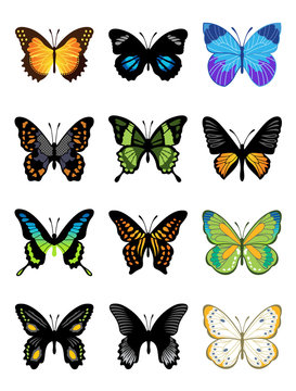 Vector butterflies icon set
