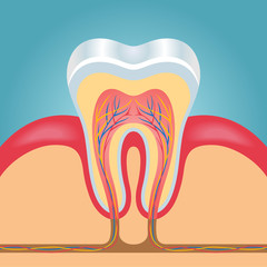 Vector layout of tooth illustration
