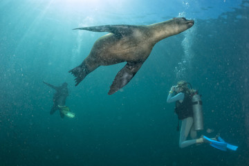 beautiful blonde girl playing with sea lion underwater