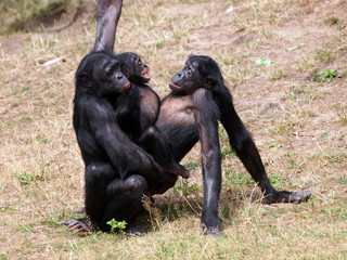 Bonobo monkeys having sex