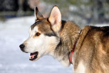 Husky