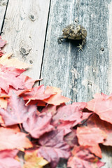 Toad and Fall Leaves