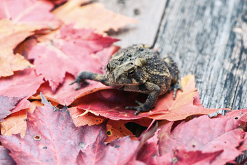 Close Up of a Toad Amongst Fall Leaves