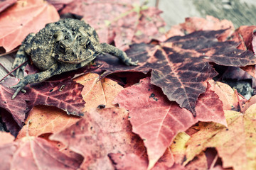 Toad Amongst Fall Leaves - Retro, Faded