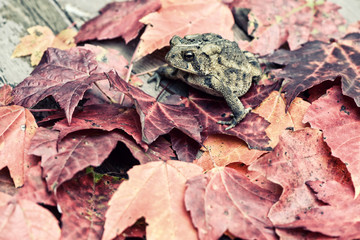 Toad in the Fall Leaves - Retro, Faded