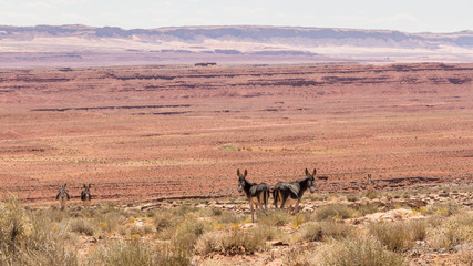 Donkeys grazing in the desserts of Monument valley