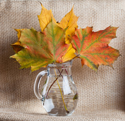 Maple leaves in glass jug