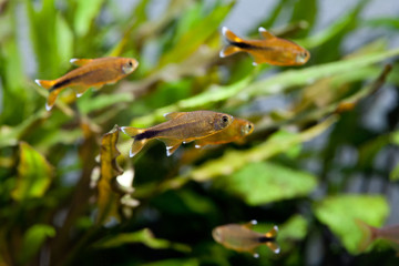 Aquarium with Silver Tipped Tetra fishes