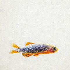 Danio margaritatus. Aquarium fish. paper background