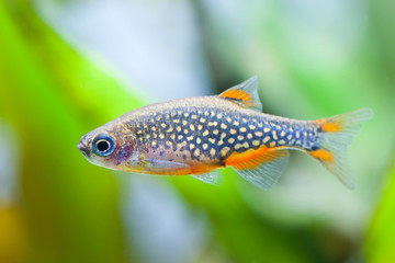 Danio margaritatus Aquarium fish. Galaxy rasbora.