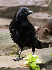 Crow